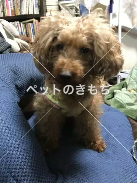 迷子犬の画像