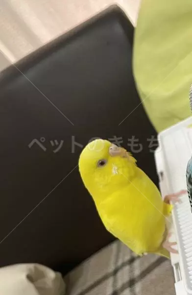 迷子鳥の画像