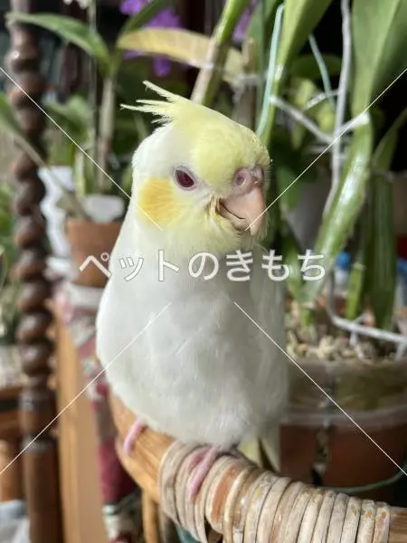 迷子鳥の画像