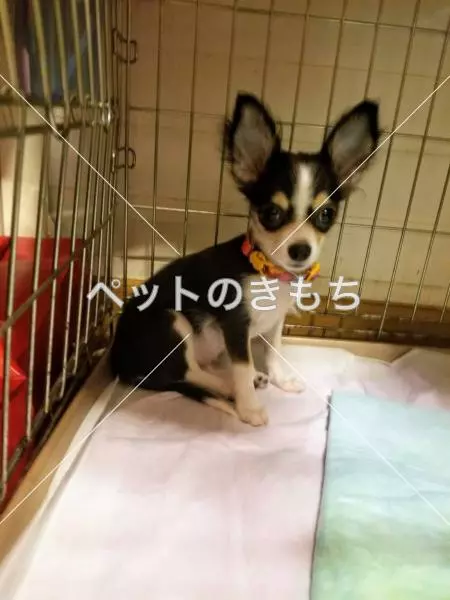 迷子犬の画像