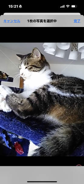 迷子猫の画像