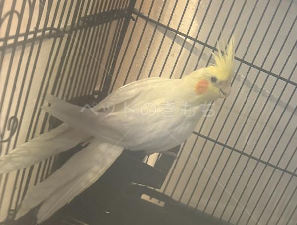 迷子鳥の画像