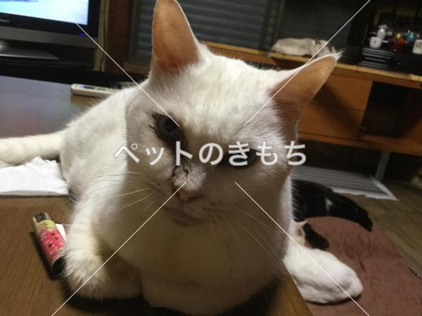 迷子猫の画像