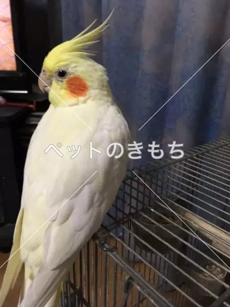 迷子鳥の画像