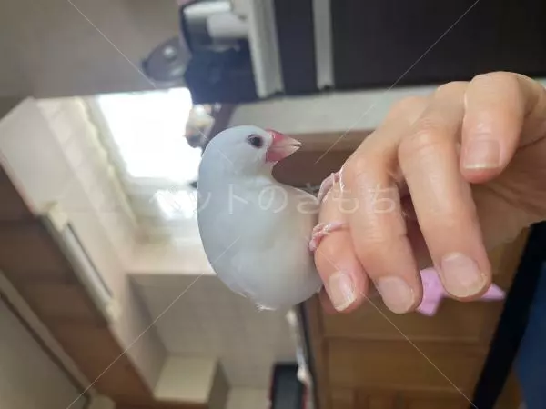 迷子鳥の画像