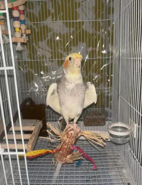 迷子鳥の画像