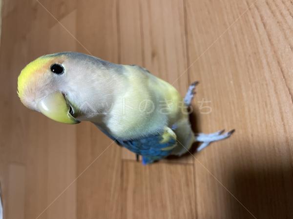 迷子鳥の画像