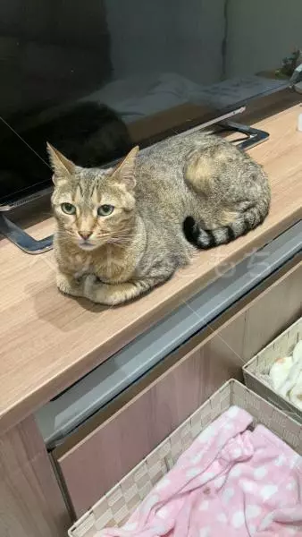 迷子猫の画像