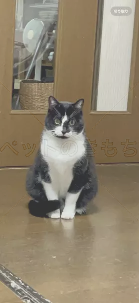 迷子猫の画像