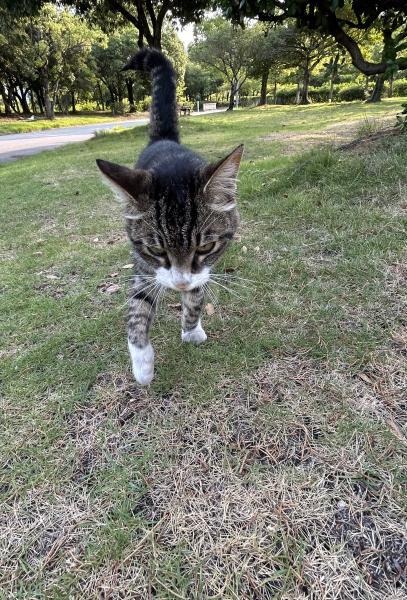 保護猫の画像