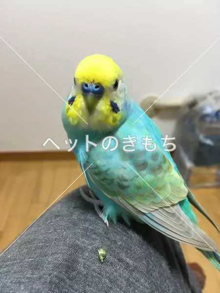 迷子鳥の画像