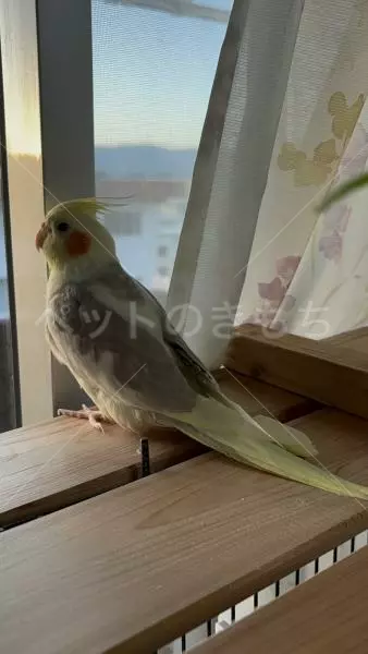 迷子鳥の画像