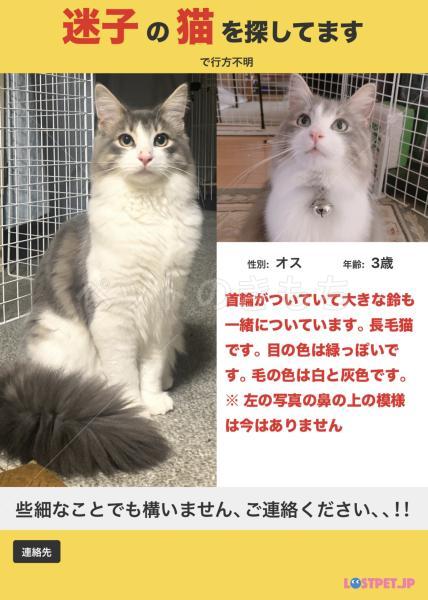 迷子猫の画像