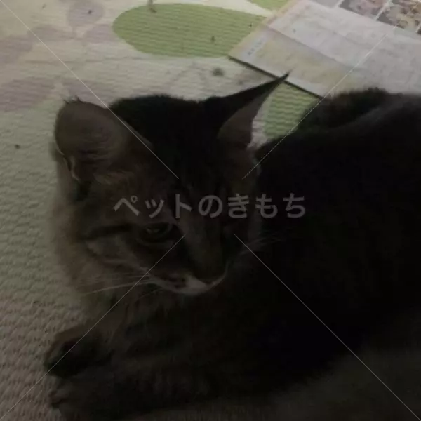 迷子猫の画像