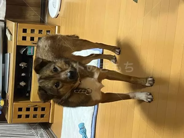 迷子犬の画像