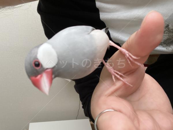 迷子鳥の画像
