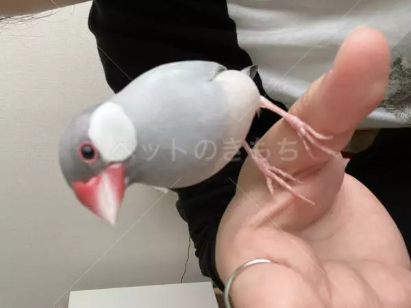 迷子鳥の画像