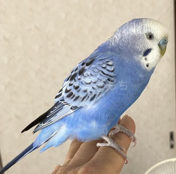 保護鳥の画像