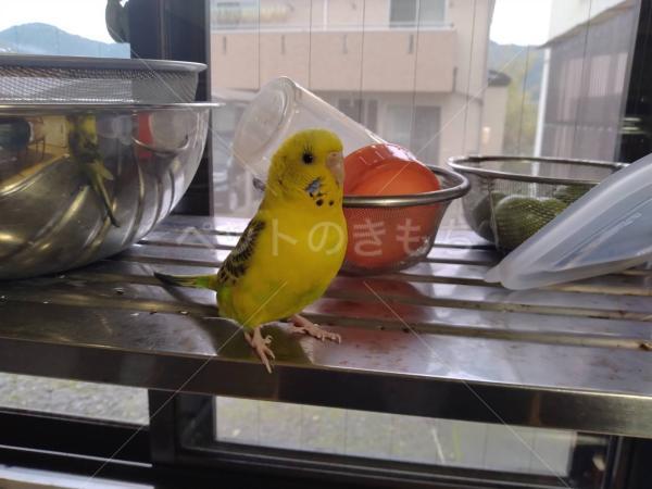 迷子鳥の画像