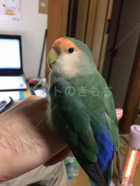 保護鳥の画像