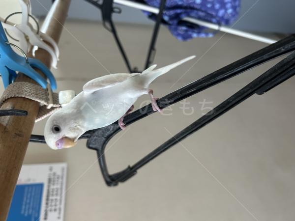 迷子鳥の画像