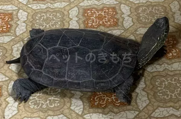 迷子ペットの画像