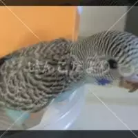 コメントの画像