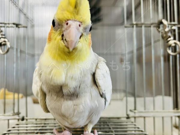 迷子鳥の画像