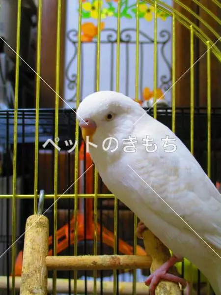 迷子鳥の画像