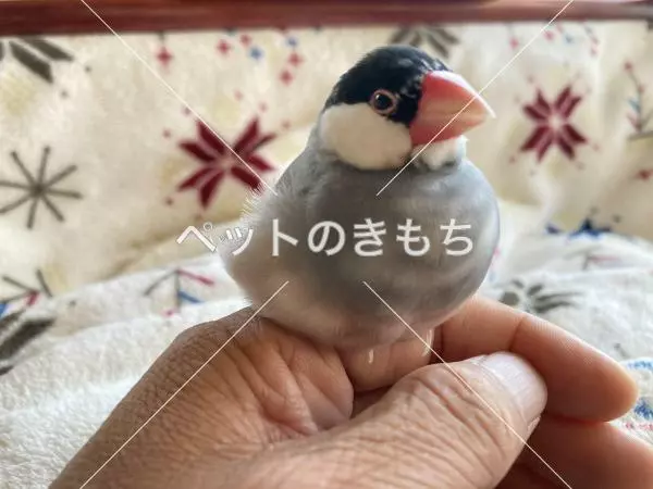 迷子鳥の画像