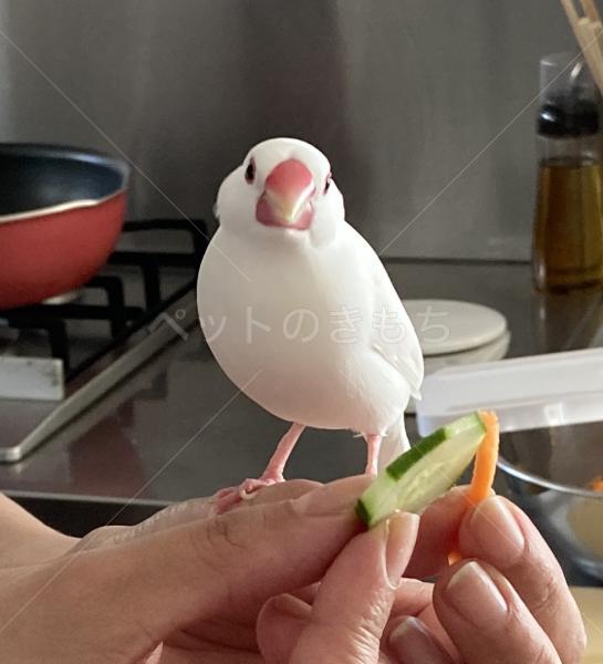 迷子鳥の画像