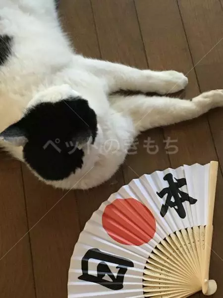 迷子猫の画像