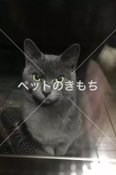 コメント投稿の画像