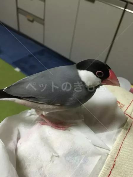 迷子鳥の画像