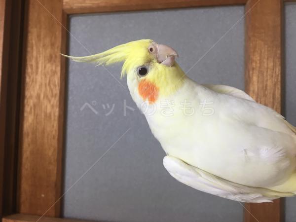 迷子鳥の画像