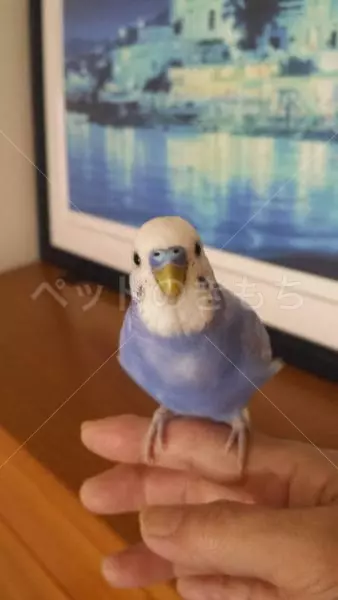 コメント投稿の画像