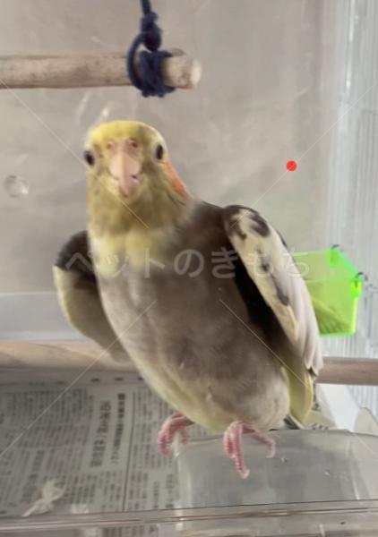 迷子鳥の画像