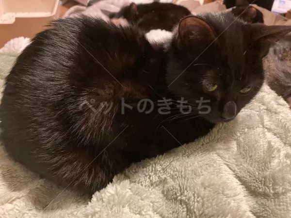 迷子猫の画像