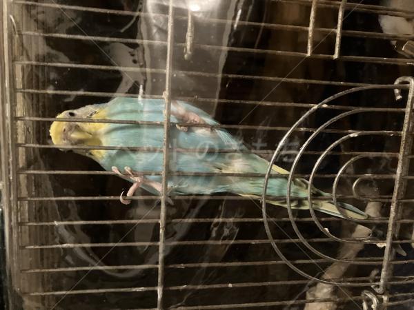 迷子鳥の画像