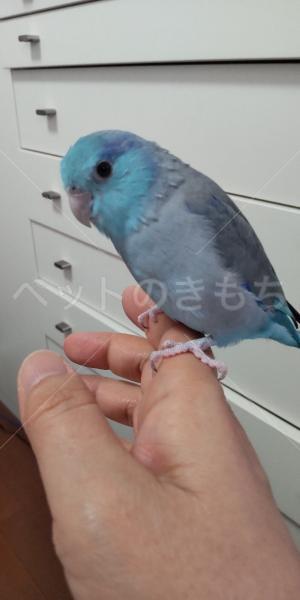 迷子鳥の画像