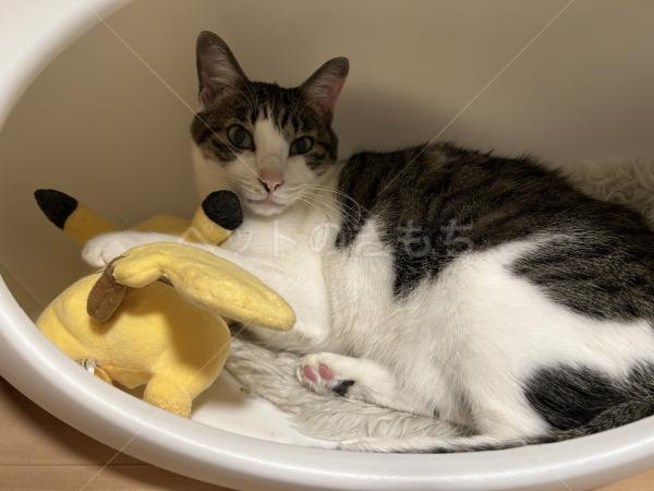 迷子猫の画像