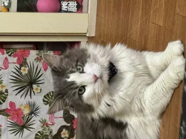 迷子猫の画像