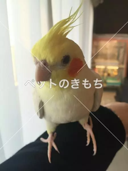 迷子鳥の画像