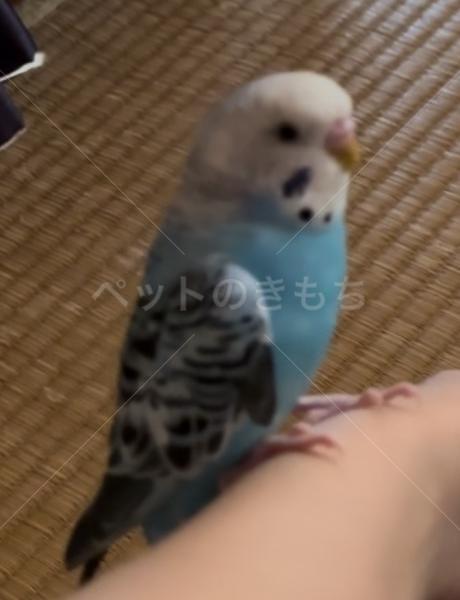 迷子鳥の画像
