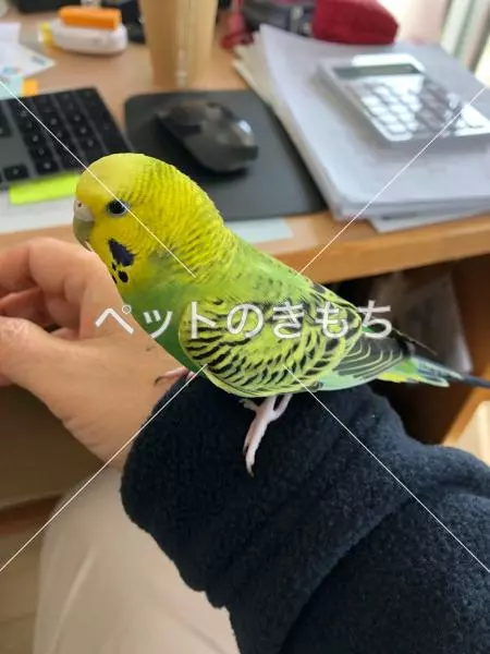 保護鳥の画像