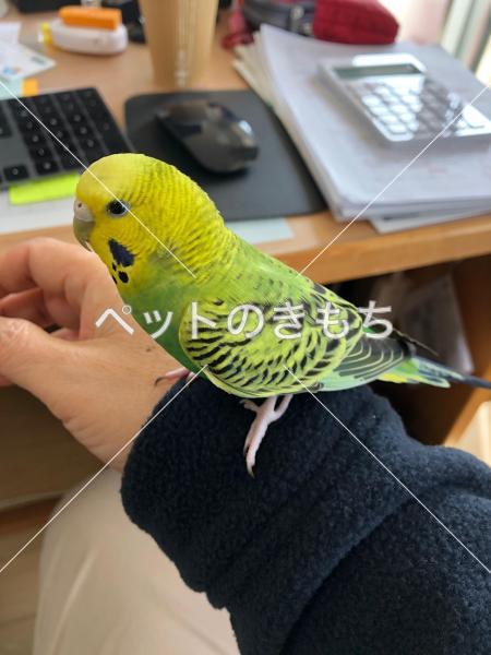 保護鳥の写真
