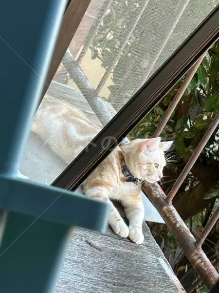 迷子猫の画像