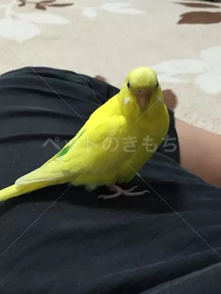 迷子鳥の画像