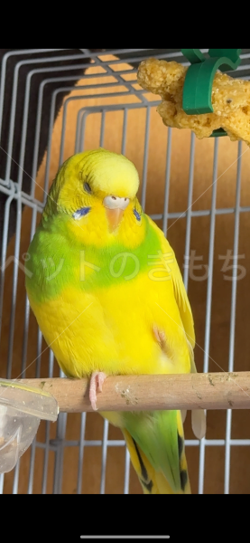 迷子鳥の画像