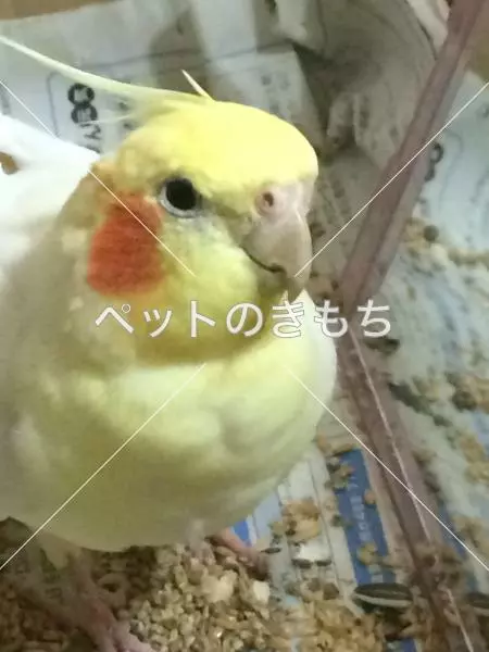 迷子鳥の画像